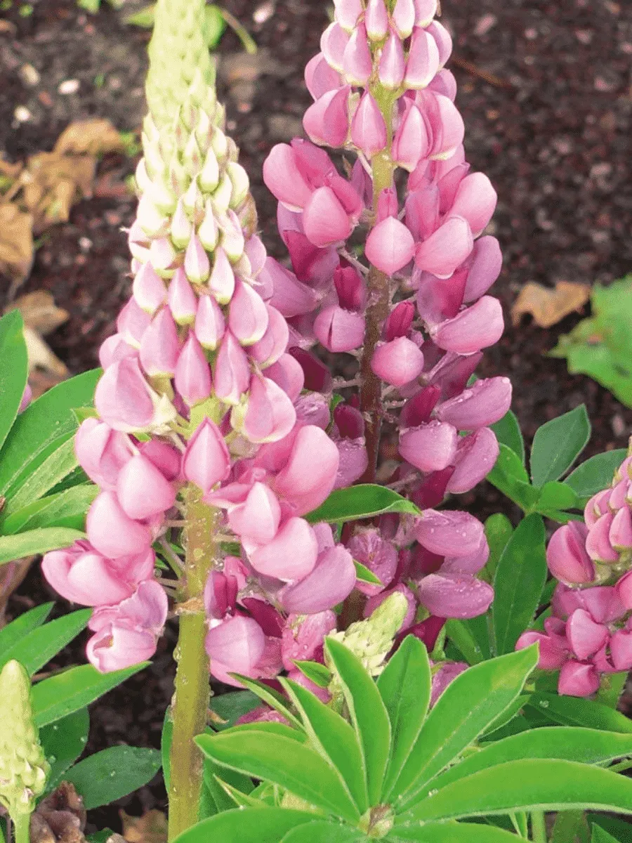 Люпин многолистный Legendary Rose Shades