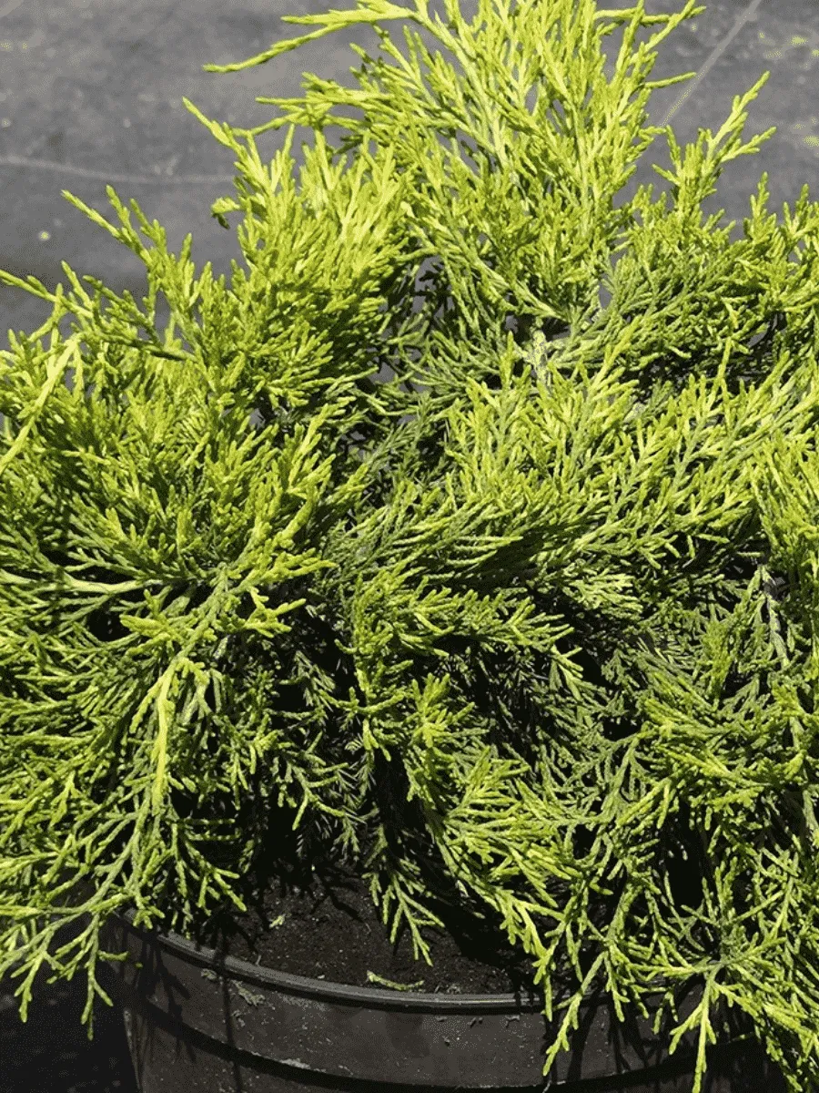 Можжевельник средний Gold Coast