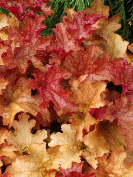 Гейхера Ginger Peach