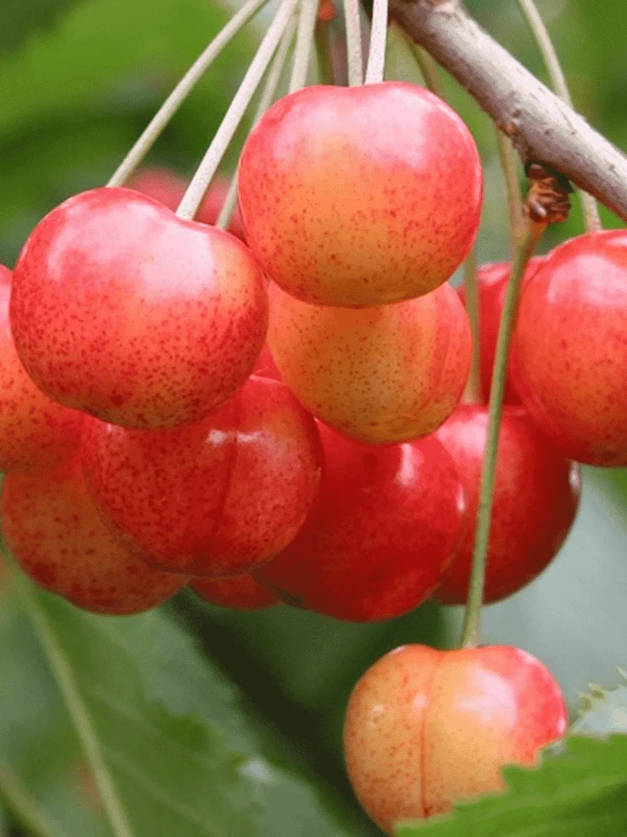 Черешня Орловская розовая