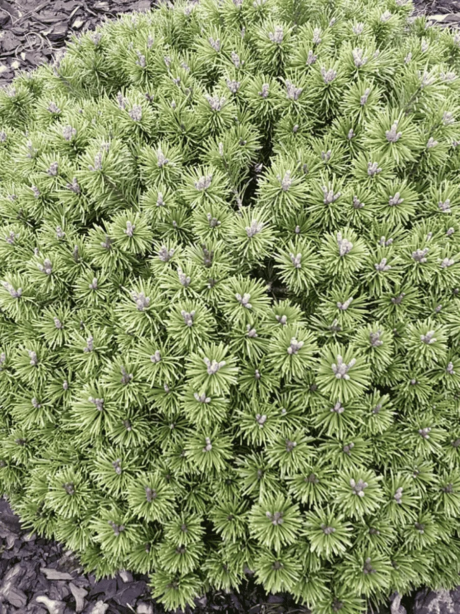 Сосна горная Litomysl