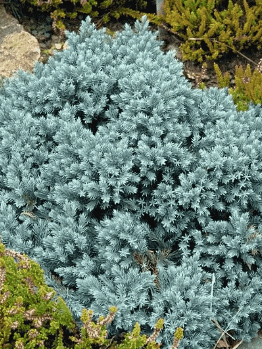 Можжевельник чешуйчатый Blue Star