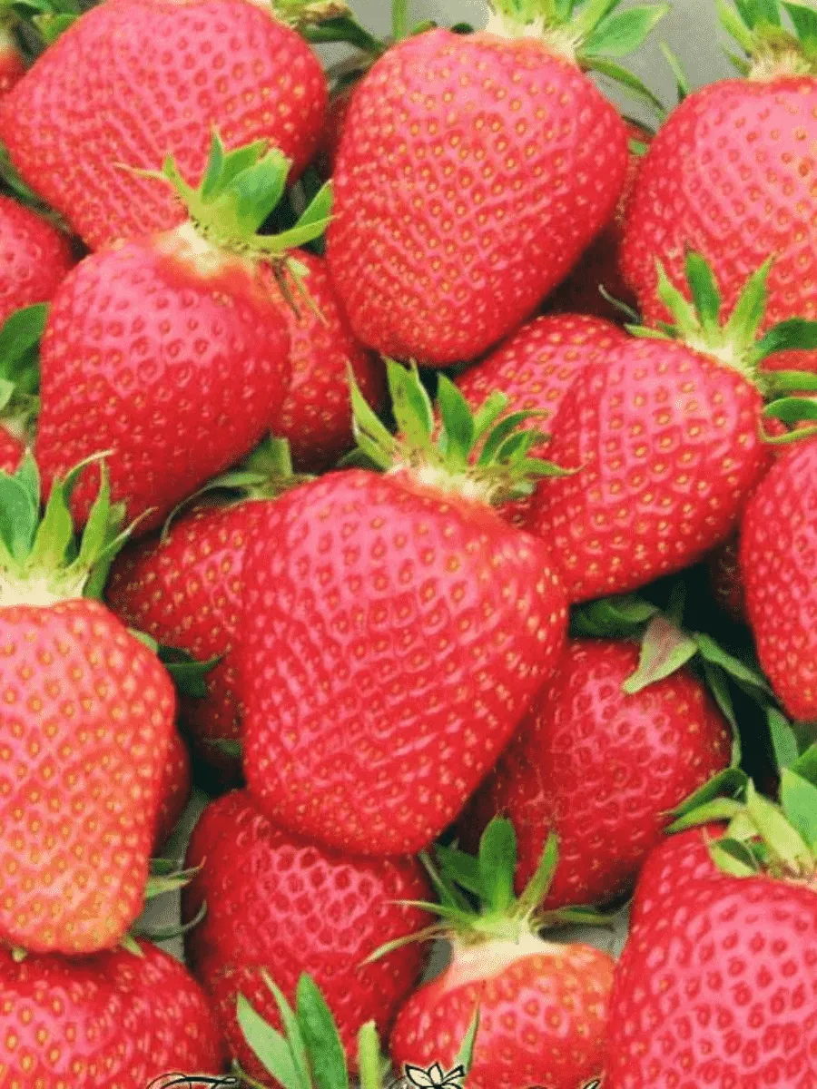 Земляника садовая Флер