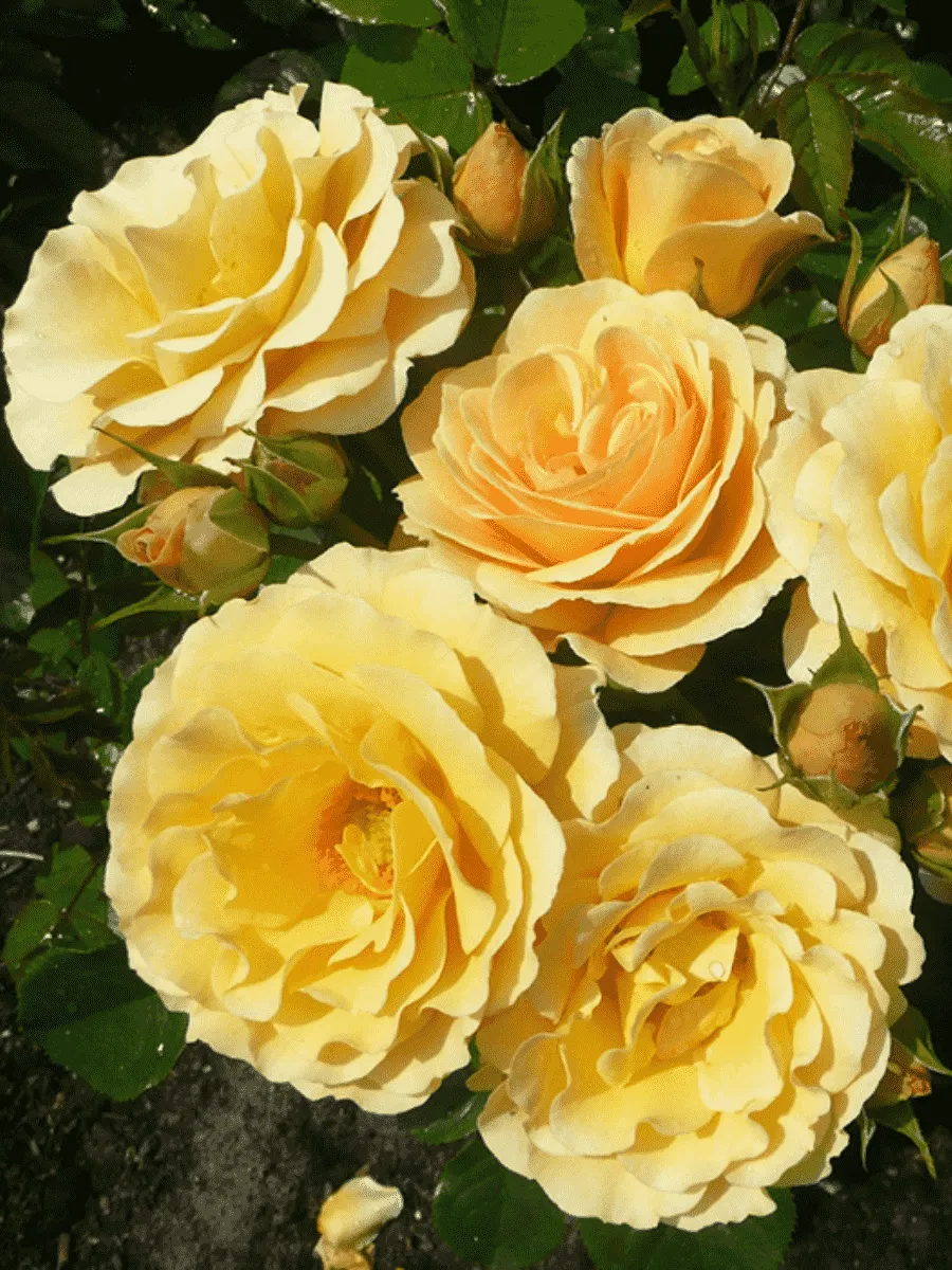 Роза Флорибунда Rebecca Mary