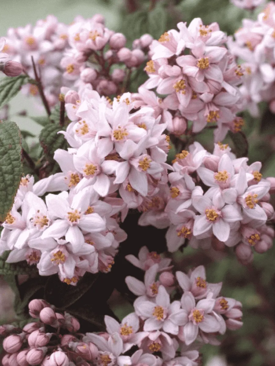 Дейция гибридная Mont Rose