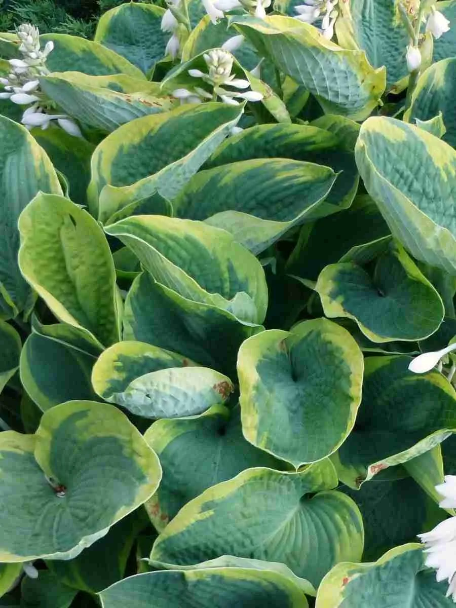 Хоста Зибольда 