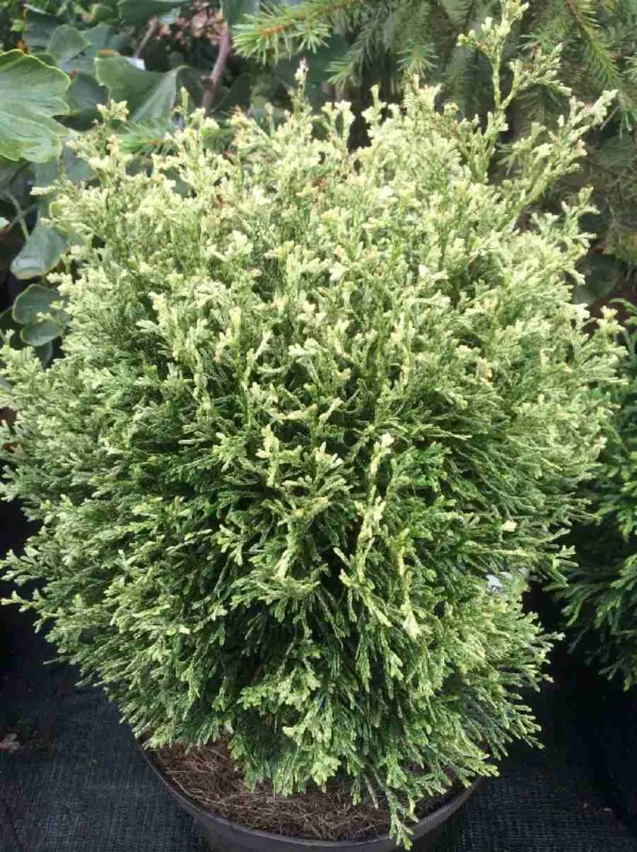 Туя западная Miss Frosty