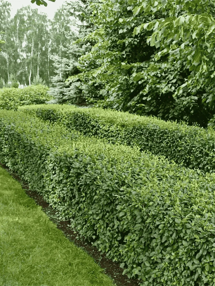 Кизильник блестящий 