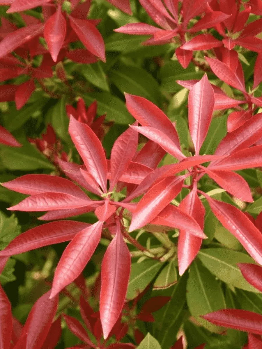 Пиерис японский Red Mill