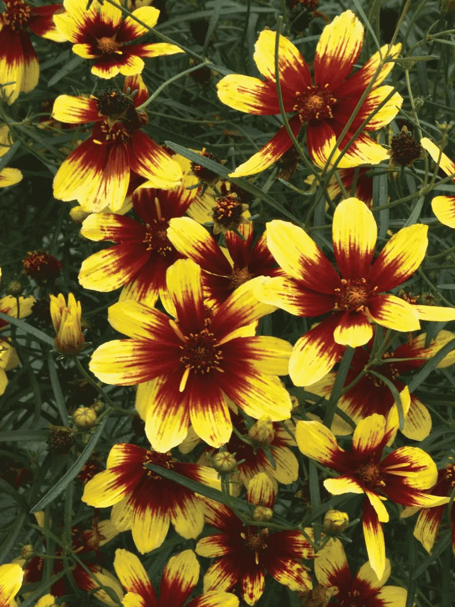 Кореопсис крупноцветковый Bengal Tiger