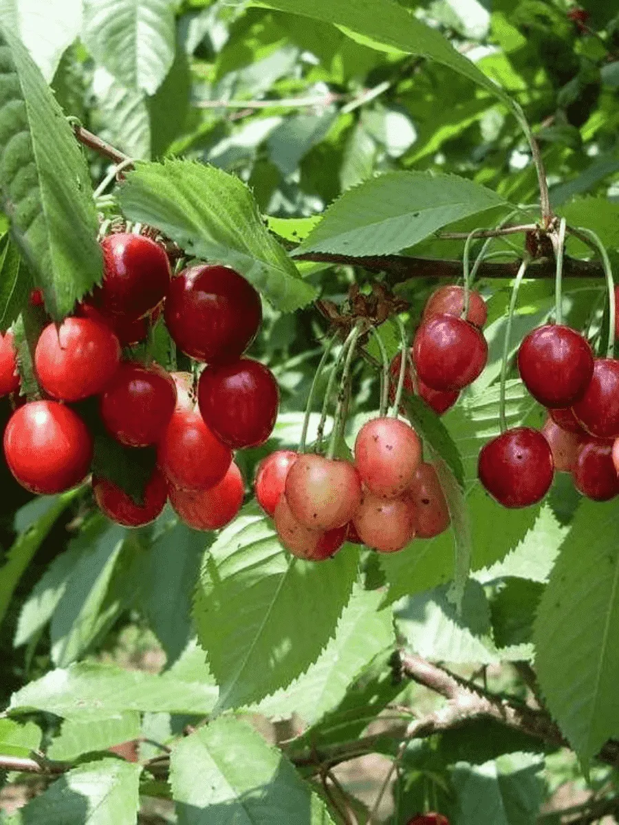 Черешня Памяти Астахова