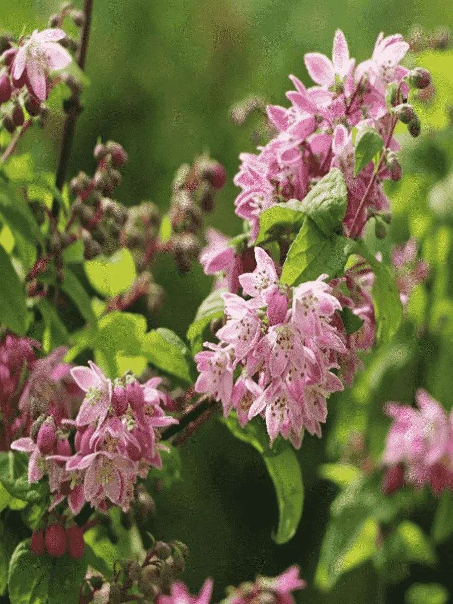 Дейция гибридная Strawberry Fields