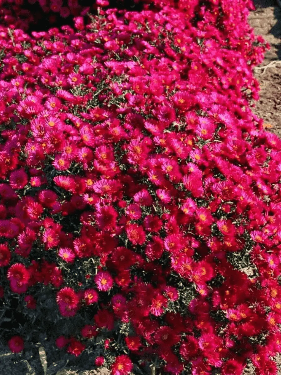 Астра ново-бельгийская Royal Ruby