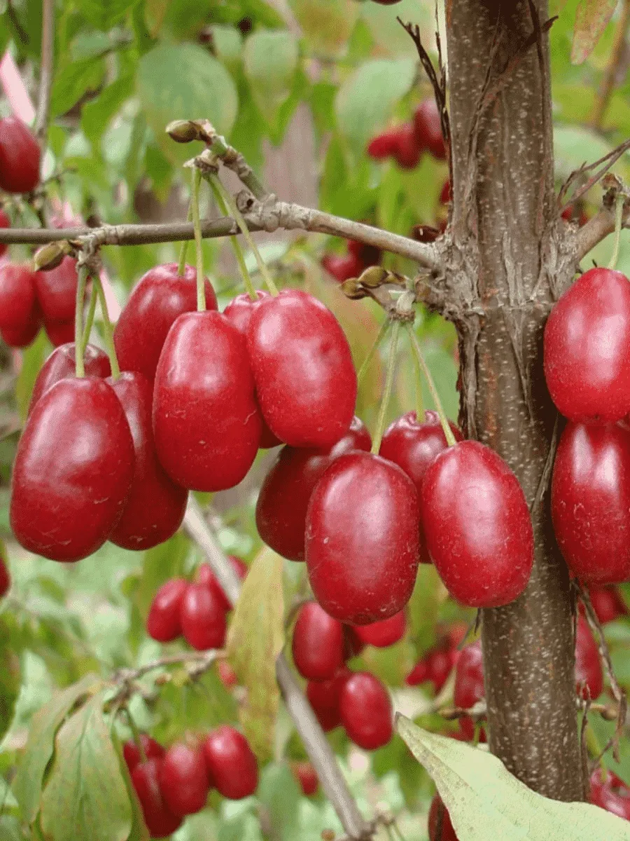 Кизил Плодовый Jolico