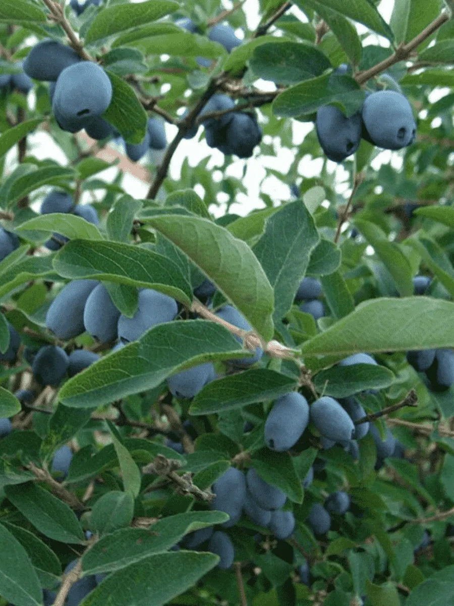 Жимолость Берель