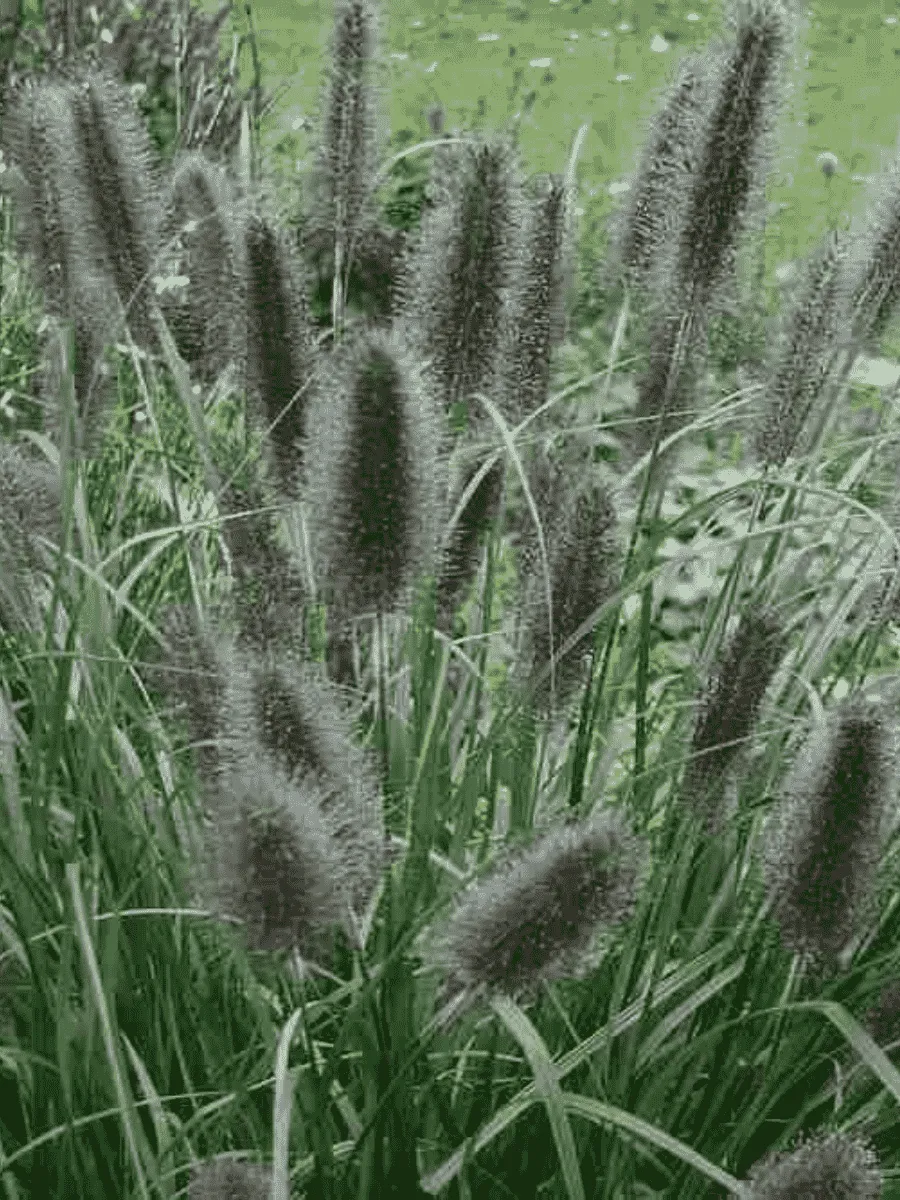 Пеннисетум лисохвостый Black Beauty