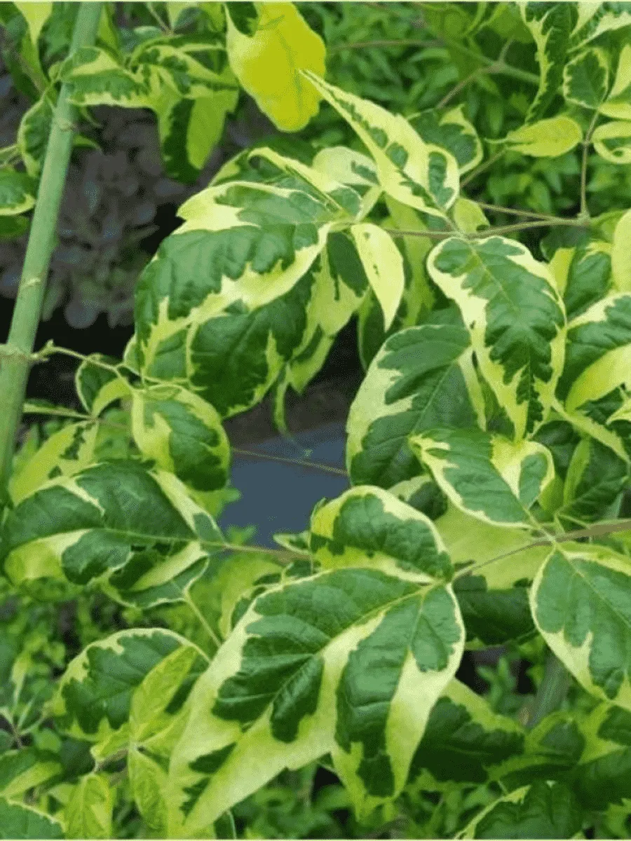 Клен ясенелистный Aureovariegata