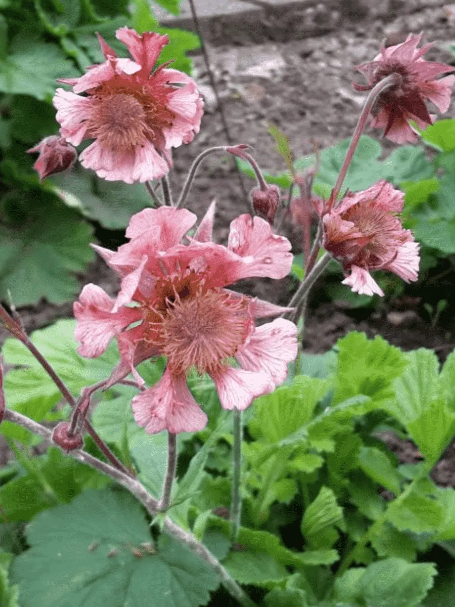 Гравилат чилийский Pink Fluffy