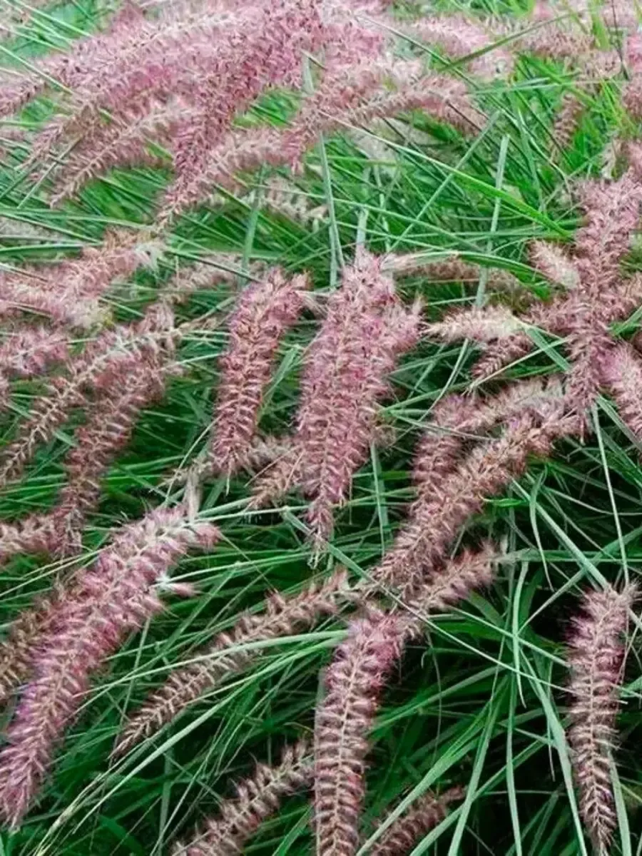 Пеннисетум восточный Flamingo