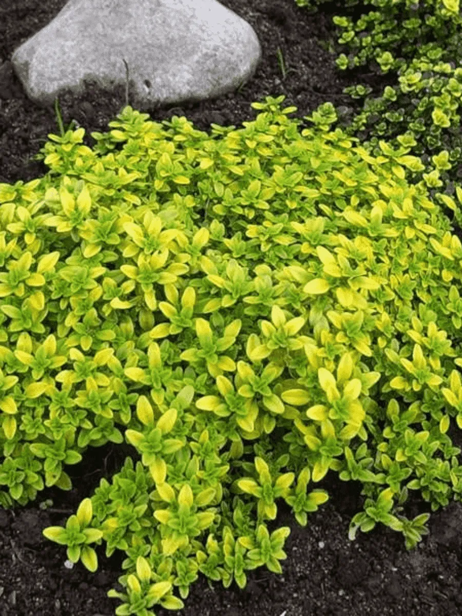 Тимьян лимоннопахнущий Aureus