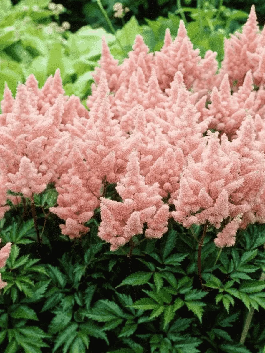 Астильба арендса Sister Theresa