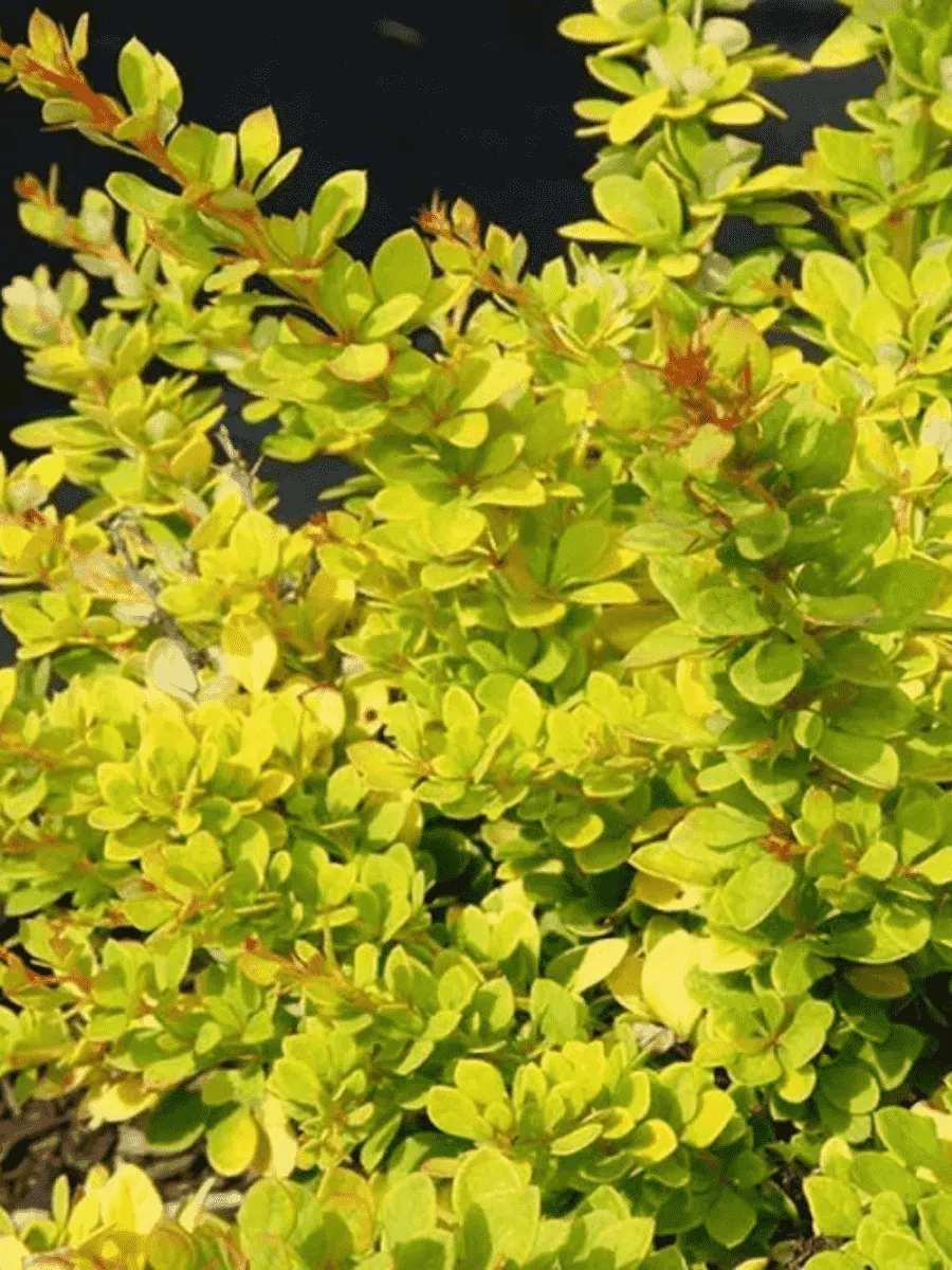 Барбарис Тунберга Sunsation