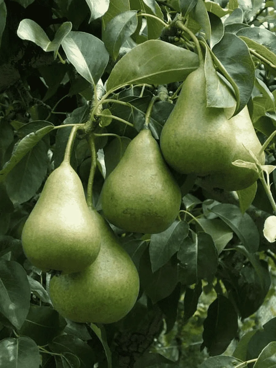 Груша Осенняя Яковлева