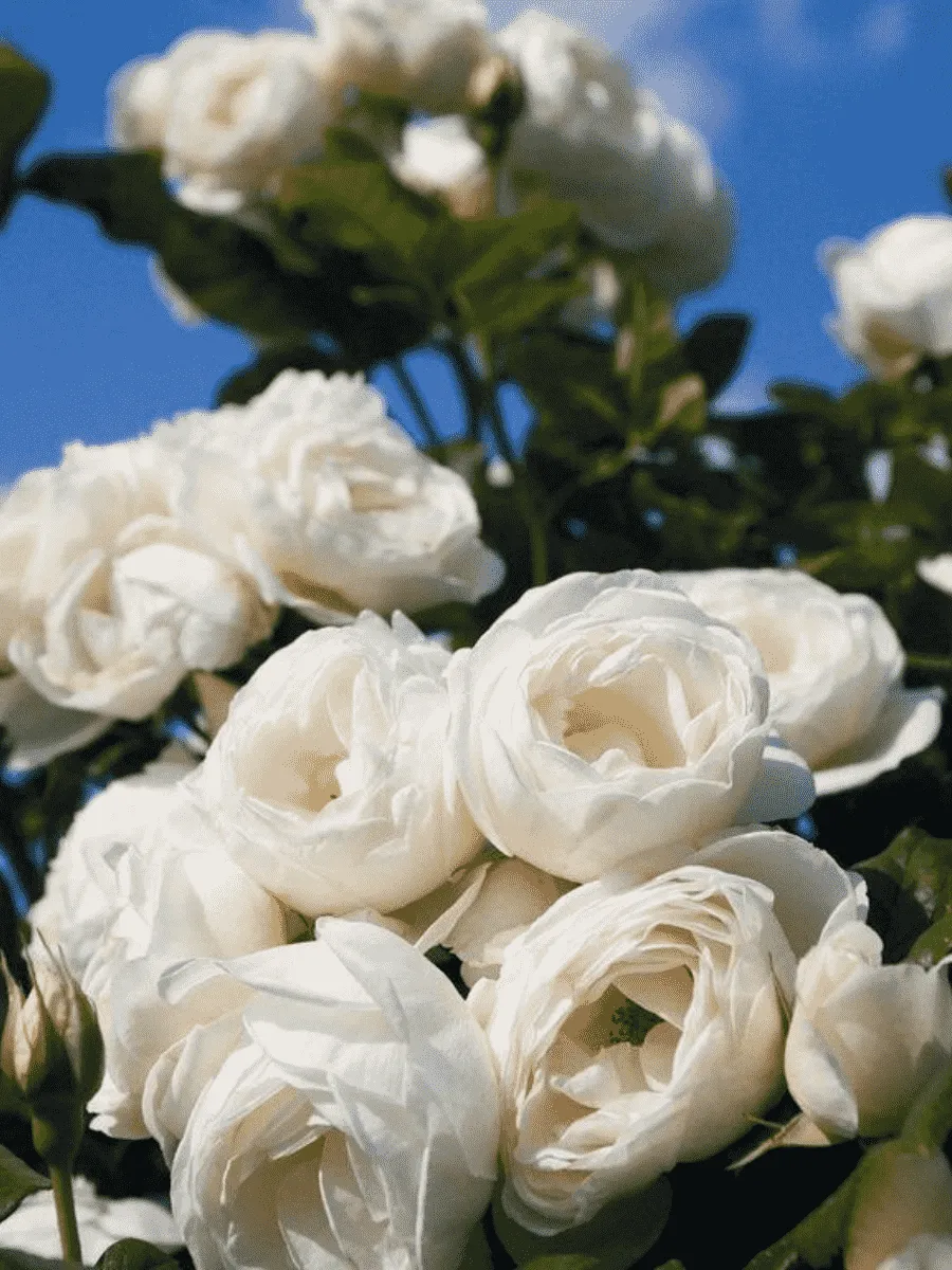 Роза плетистая Uetersener Klosterrose