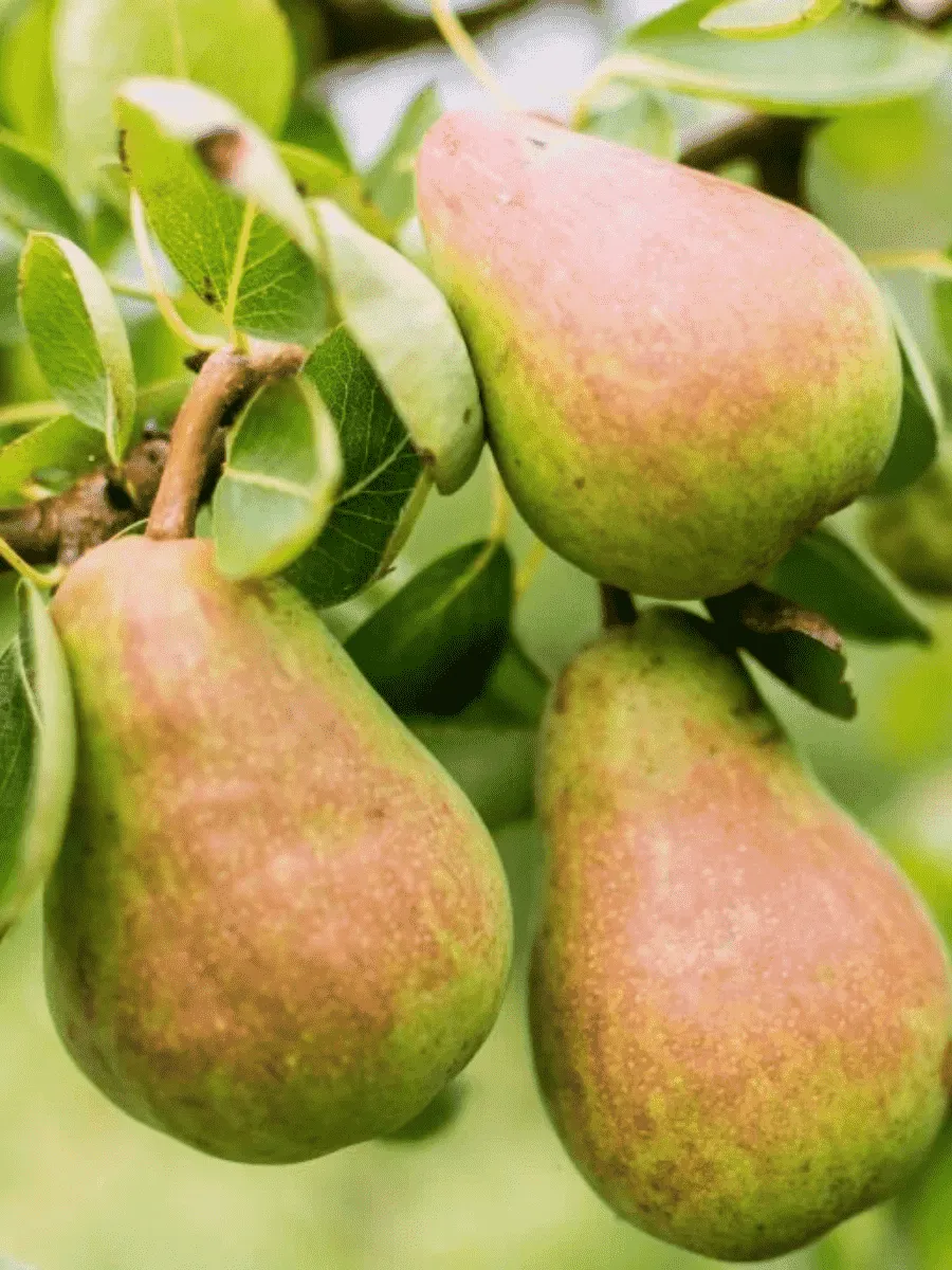 Груша Русская красавица