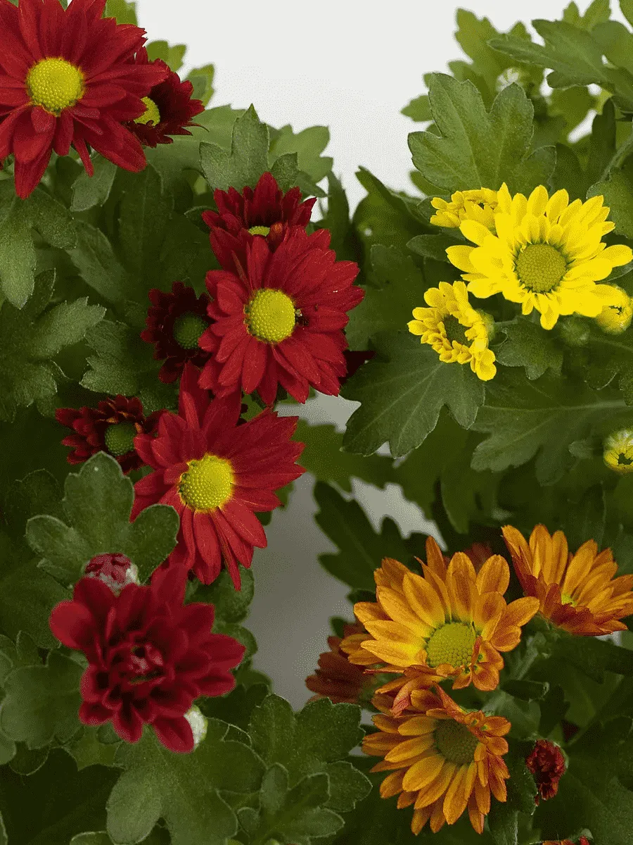 Хризантема мелкоцветковая Mix