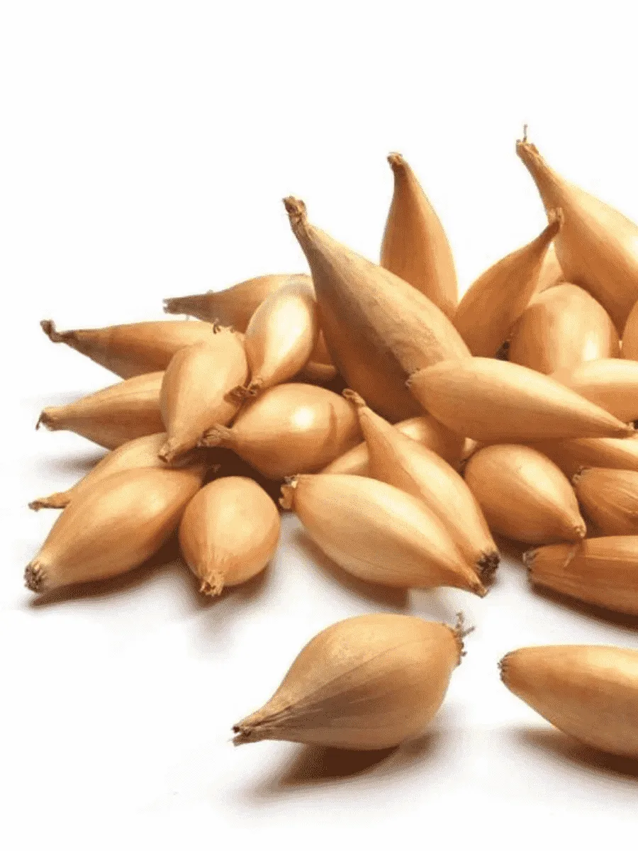 Лук-севок Бамбергер