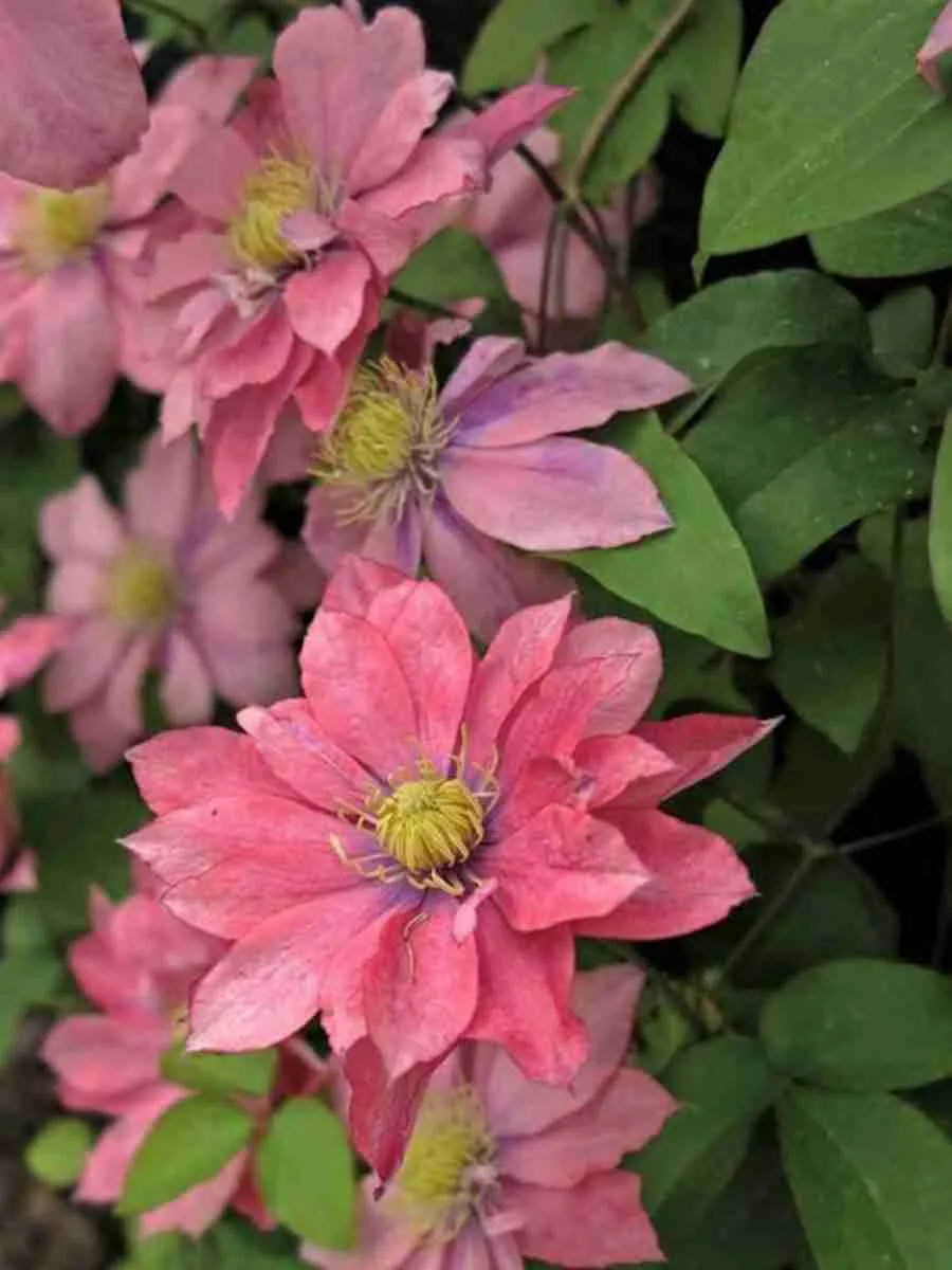 Клематис Little Mermaid