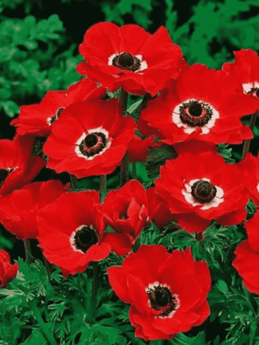 Анемона Hollandia