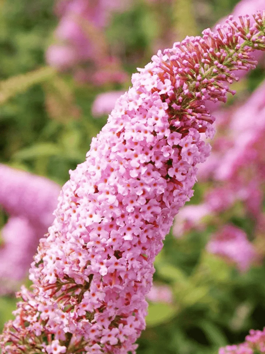 Буддлея давида Pink Panther