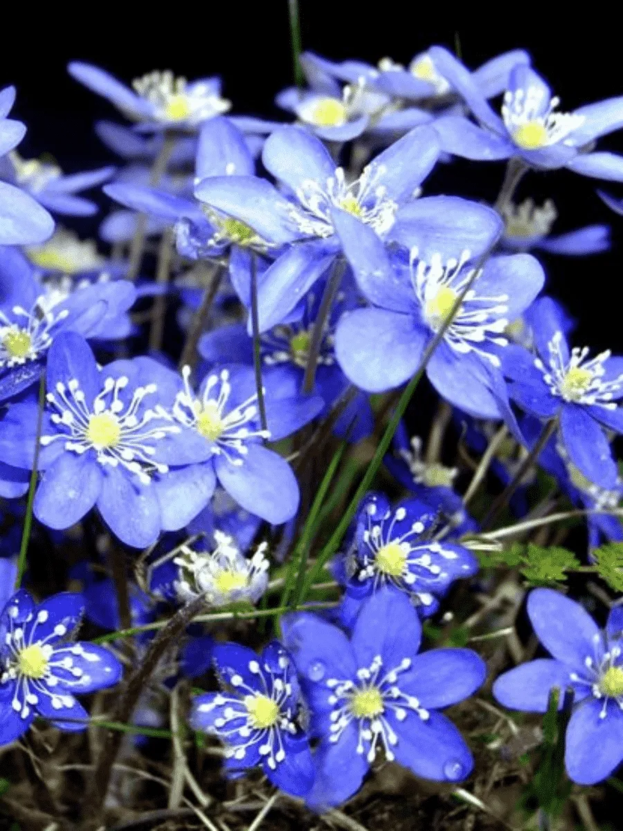 Печеночница