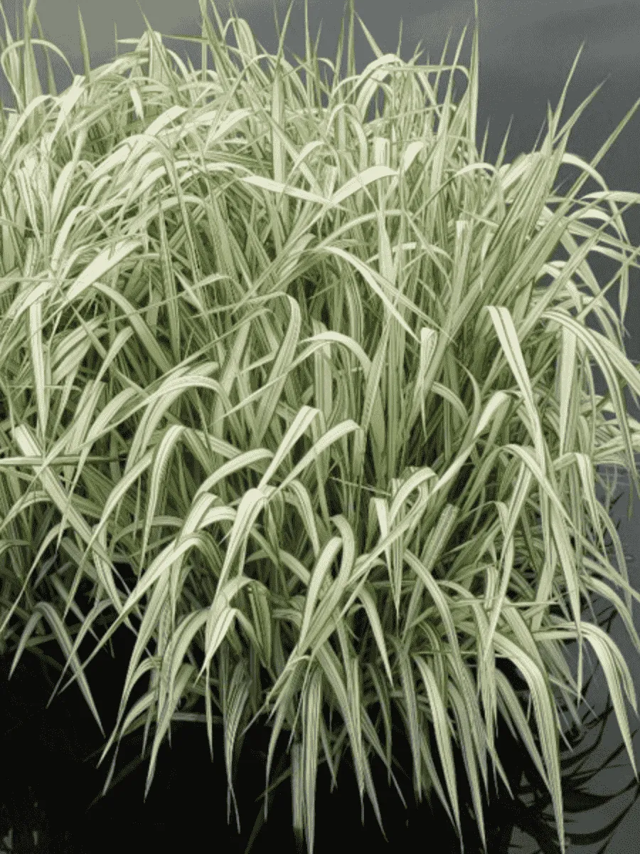 Манник большой Вариегата