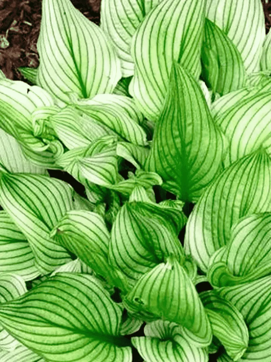 Хоста Zebra Stripes