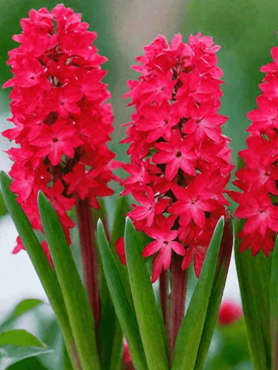 Гиацинт Scarlet Pearl