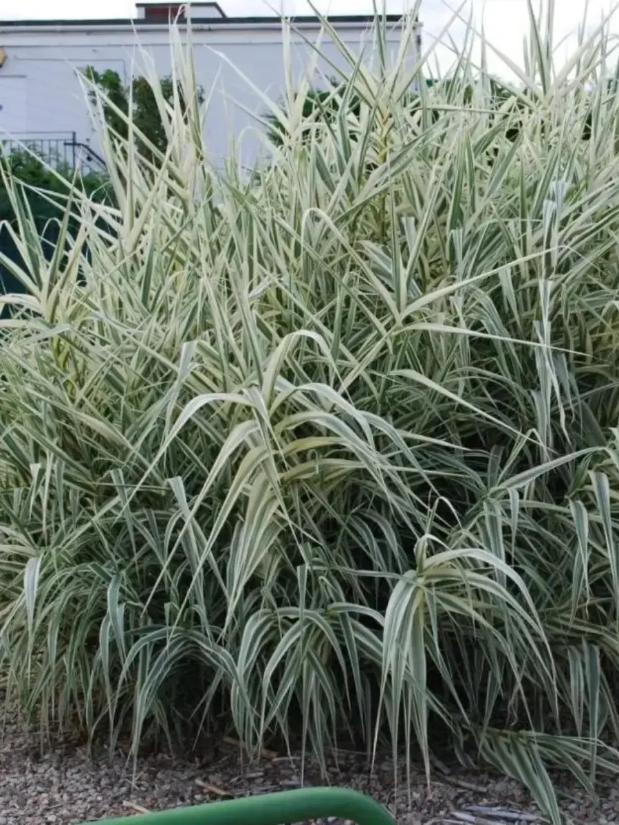 Манник большой Вариегата