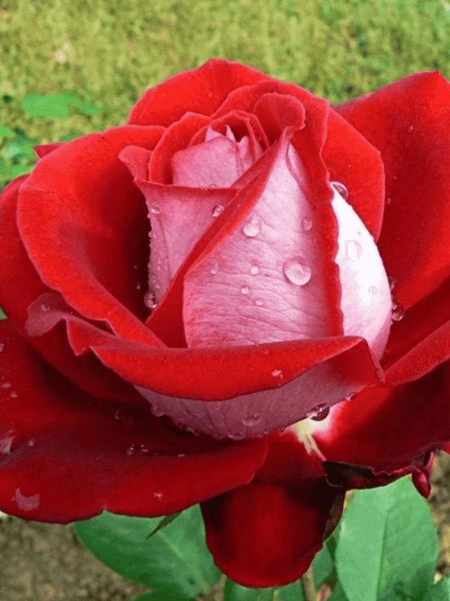 Роза чайно-гибридная Luxor