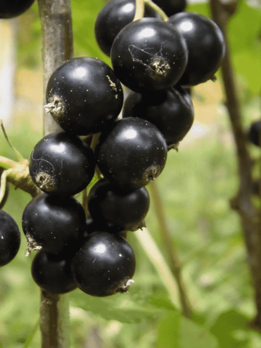 Смородина черная Велой