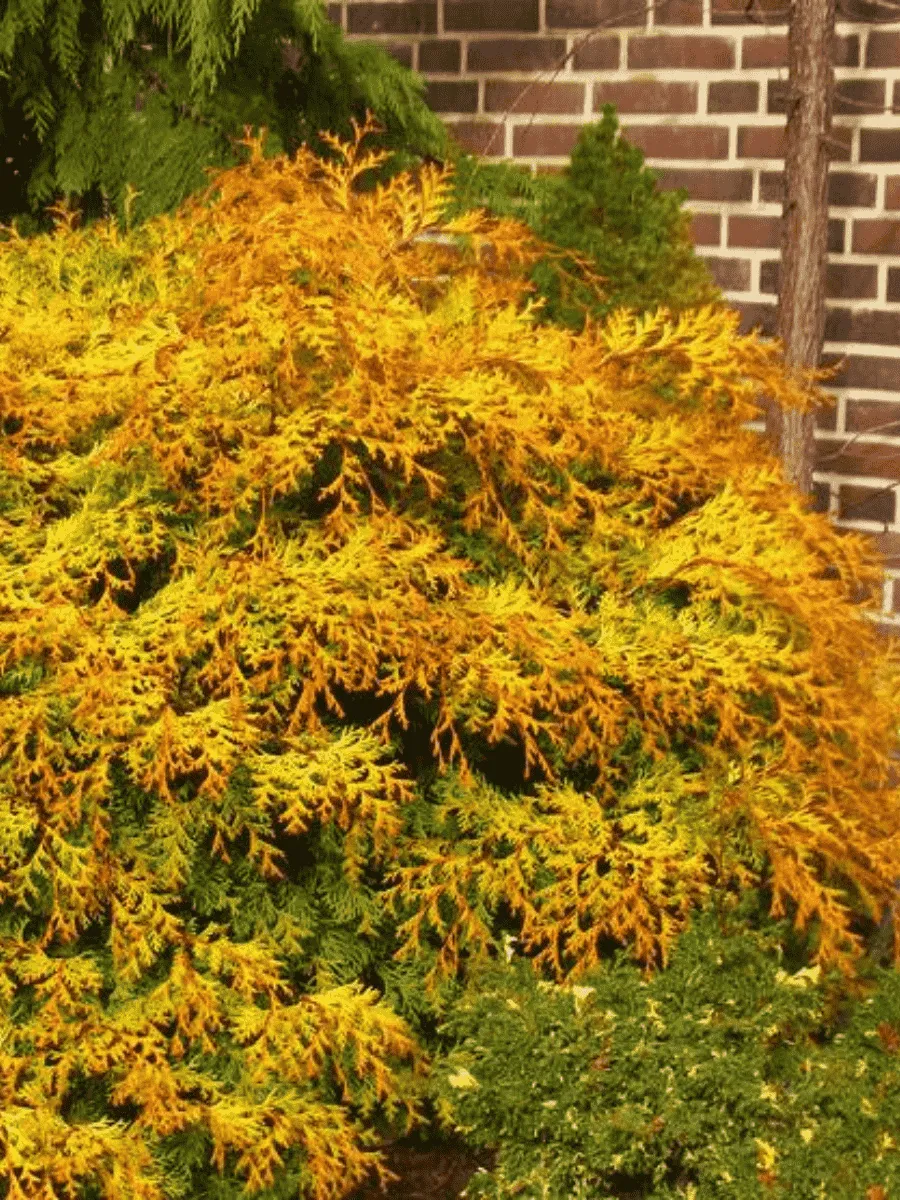 Кипарисовик тупой Kamarachiba