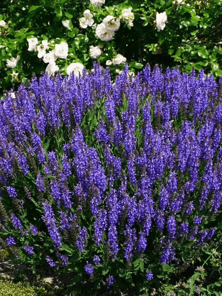 Шалфей дубравный Blauhugel