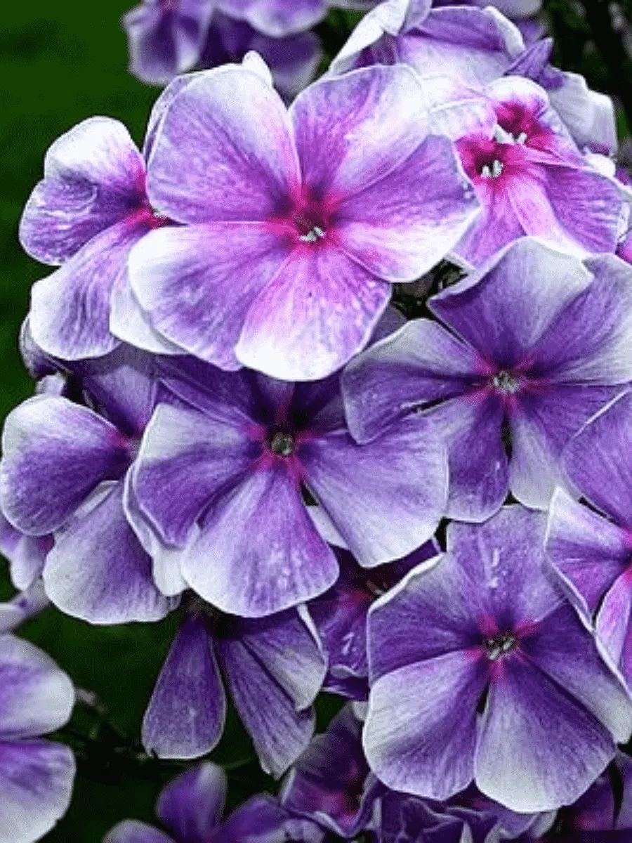 Флокс метельчатый Капитан