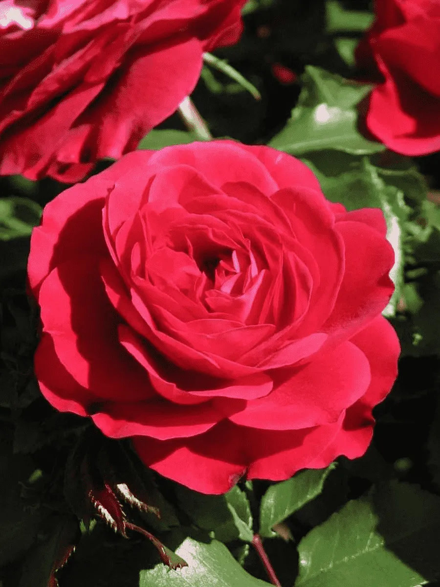 Роза флорибунда Mona Lisa