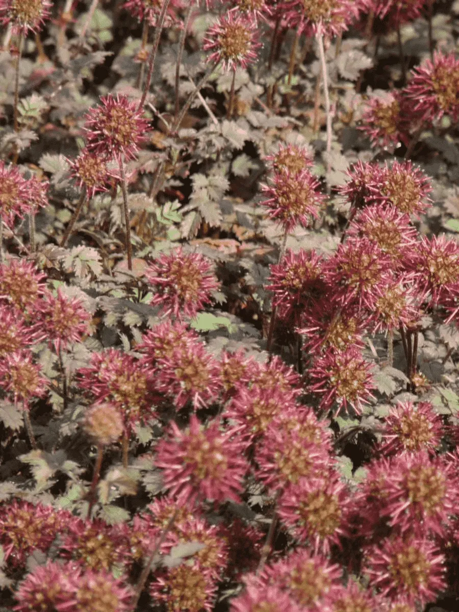 Ацена мелколистная Kupferteppich