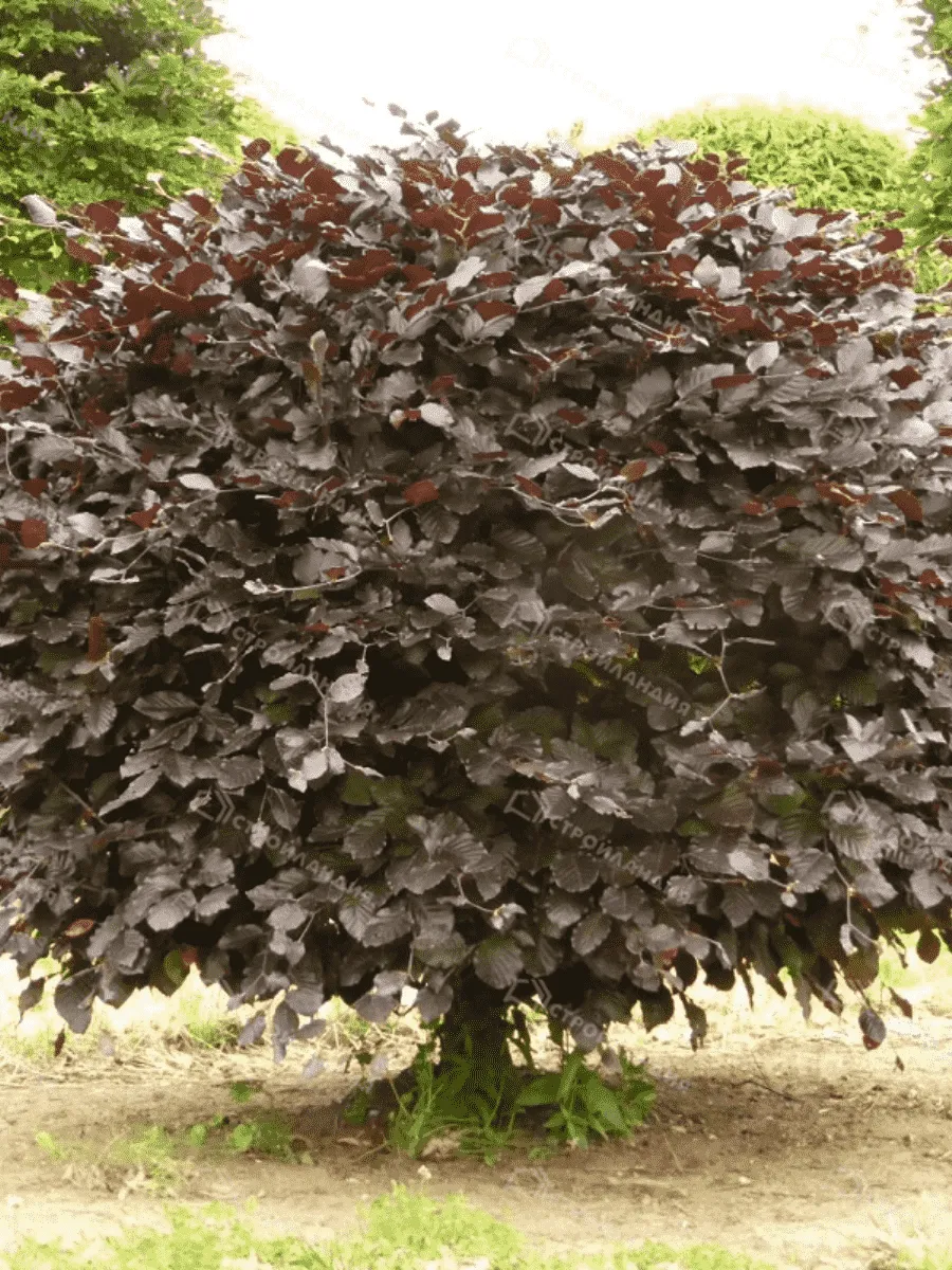 Бук лесной Atropunicea