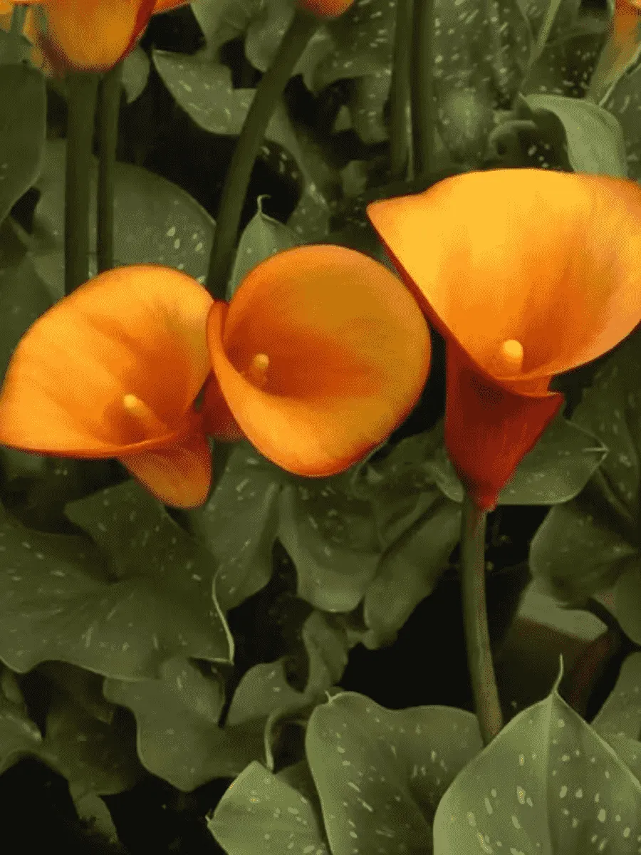 Калла Orange Pride