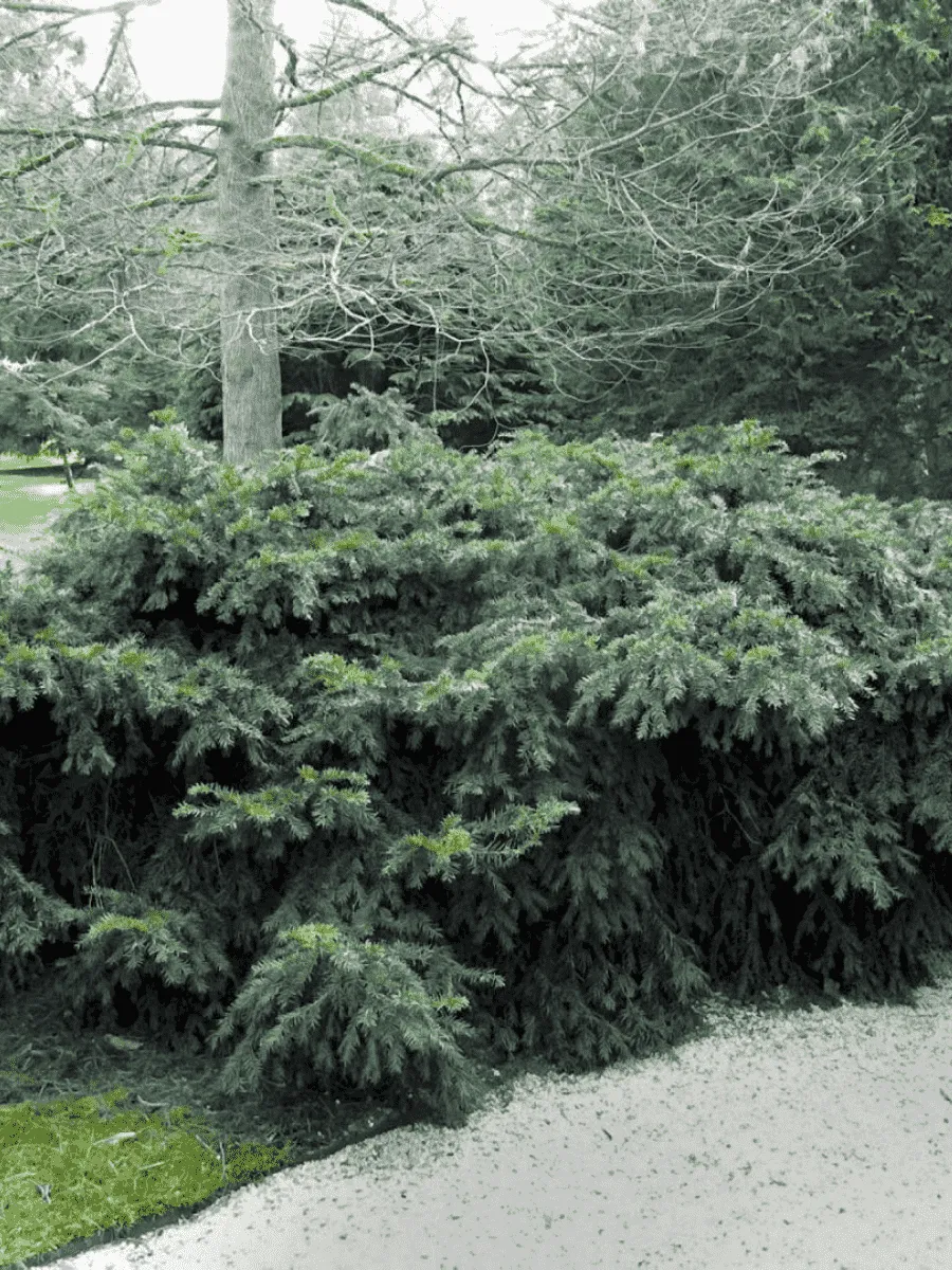 Тисс ягодный Repandens