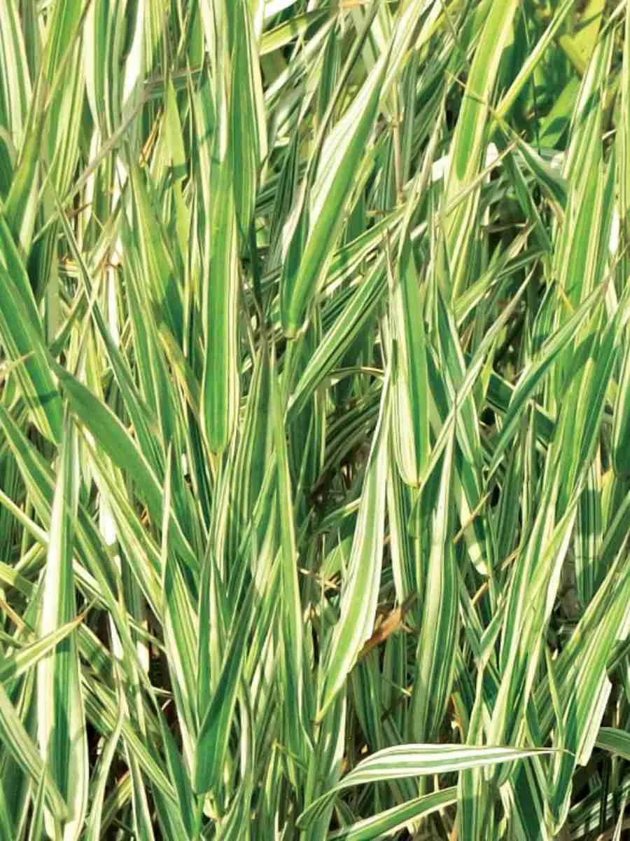 Фалярис тростниковый Dwarf Garters